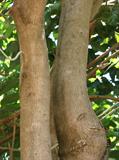 longan